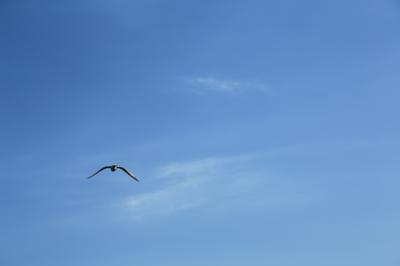 虫の目 鳥の目 魚の目 本当の多角的視点とは 経営改善支援センターオフィシャルサイト