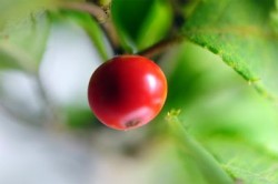 虫の目 鳥の目 魚の目 本当の多角的視点とは 経営改善支援センターオフィシャルサイト